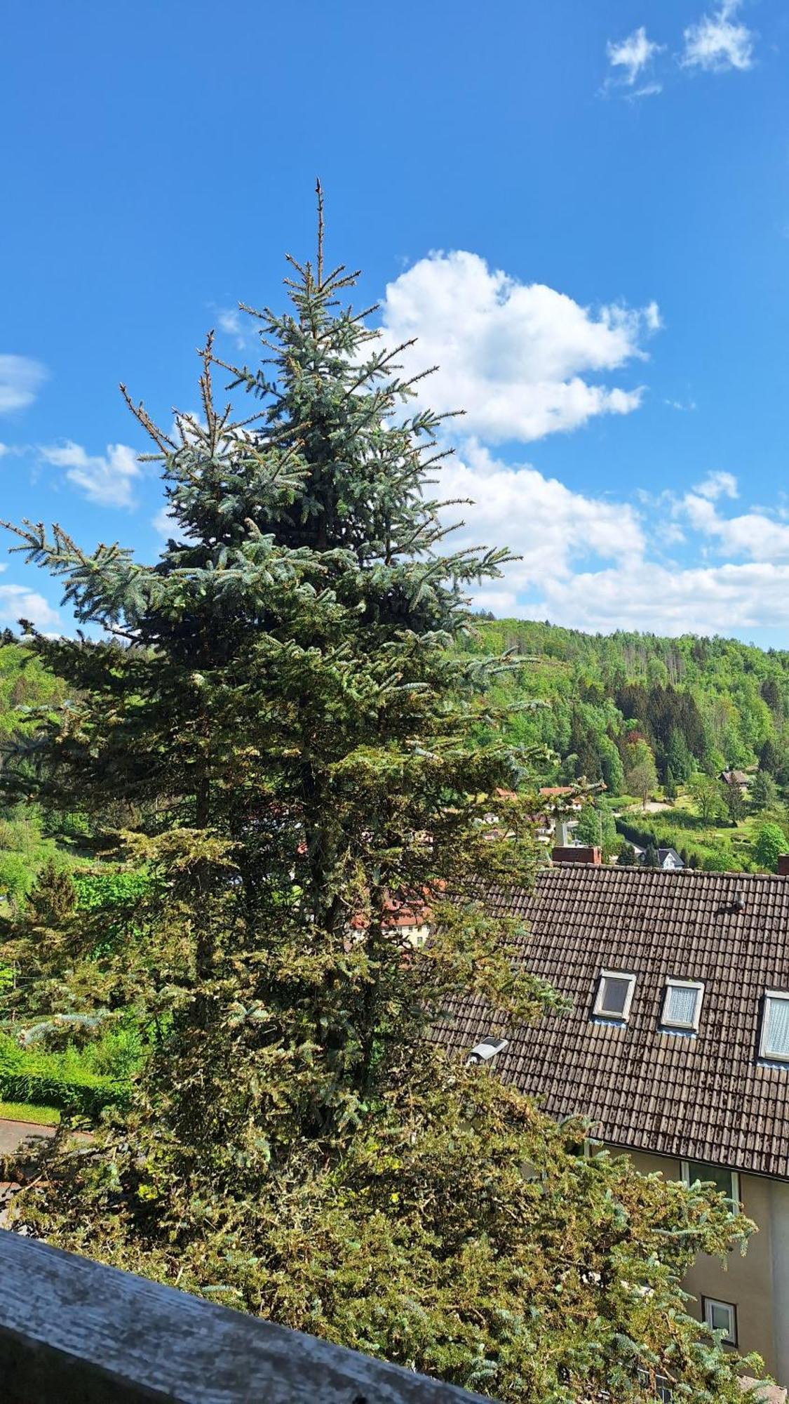 Haus Westharz Goslar Apartman Bad Grund Kültér fotó
