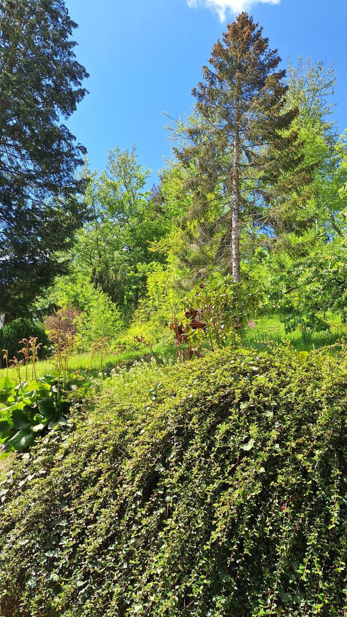 Haus Westharz Goslar Apartman Bad Grund Kültér fotó